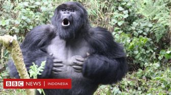 Penelitian: Rahasia Komunikasi Gorilla Terungkap