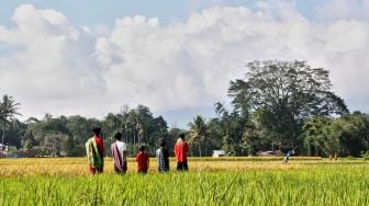 Antisipasi Gagal Panen, Kementan Ajak Petani OKU Timur Manfaatkan Asuransi