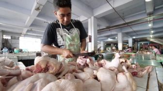 Stok Melimpah, Harga Ayam Potong di Palembang Merosot Turun