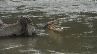 Detik-detik Pemancing Ikan Diterkam dan Dimakan Buaya, Terdengar Suara Minta Tolong