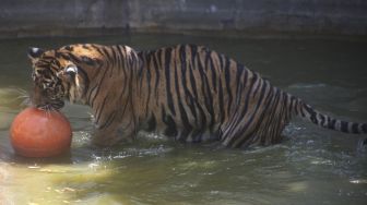 Seekor Harimau di Taman Margasatwa Ragunan Terlihat Kurus, Manajemen Bereaksi: Salah Angle Video