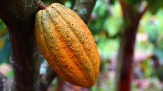 Kementan Dorong Petani Kakao Gunungkidul Manfaatkan KUR