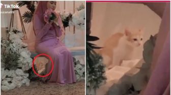 Viral Video Kucing Barbar BAB Saat Majikannya Lamaran