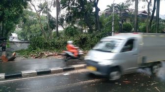 Pohon Tumbang Timpa Kabel, Jalan Hang Tuah Tak Bisa Dilalui Kendaraan