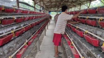 Sukses Beternak Puyuh, Ade Suplai 9 Ton Telur Kebutuhan Banten per Minggu