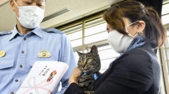 Barbar, Kucing Oren Ini Malah BAB di Atas Panggung Pelaminan