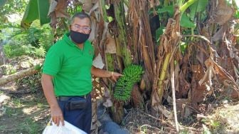 Tak Lazim! Pisang di Banyuwangi ini Berbuah di Batang Pohon