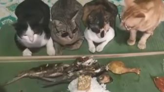 Viral Video Kocak Kucing Diceramahi Buat Jaga Adab, Bahas Siksa Kubur
