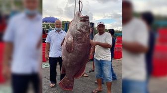 Nelayan Tangkap Ikan Kerapu 161 Kilogram, Ditawar Hampir Rp50 Juta