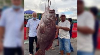 Cerita Nelayan Tangkap Ikan Kerapu Raksasa, Langsung Ditawar Harga Fantastis