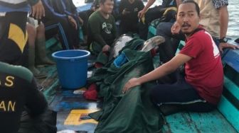 KKP Evakuasi dan Lepasliarkan Lumba-lumba Terdampar di Jembrana Bali