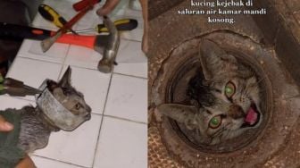 Bikin Haru, Viral Video Penyelamatan Anak Kucing dari Saluran Kamar Mandi