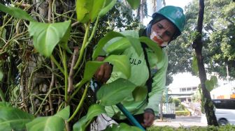 Ibu Asiah memetik daun yang sudah mati di Jalan Medan Merdeka Selatan, Jakarta Pusat, Kamis (22/4/2021). [Suara.com/Dian Latifah]
