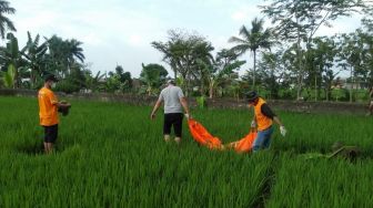 Kerap Pikun, Kakek 84 Tahun Ditemukan Tewas di Pinggir Sawah Ciampea Bogor