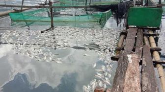 Ratusan Ikan Mati Mendadak di Danau Maninjau