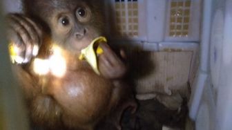 Dua Anak Orangutan Sumatera Gagal Diselundupkan di Pelabuhan Bakauheni