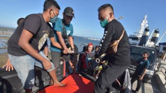 Meresahkan Warga, BKSDA Tutup Atraksi Lumba-lumba Hidung Botol di Sanur