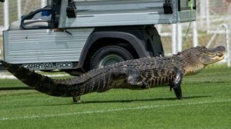 Bikin Geger Pemain, Sesi Latihan Toronto FC Diganggu Kehadiran Aligator