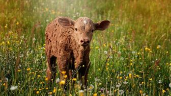 Langka, Anak Sapi Mutan Ini Lahir dengan 2 Kepala