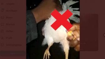 Viral Aksi Pemuda Meledakkan Petasan di Seekor Ayam, Bikin Publik Geram