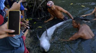 Lumba-lumba Terdampar di Tambak Ikan