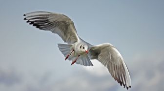 Tak Sengaja Makan Kotoran Burung Camar, Balita Ini Alami Gagal Ginjal!