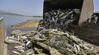 Sejumlah ikan mas mati yang diambil dari waduk al-Qaraoun dibuang ke truk  di Distrik Beqaa Barat, Lebanon, pada (29/4/2021). [JOSEPH EID / AFP]