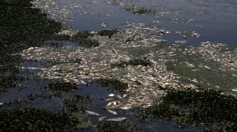 Ikan mas mati mengapung di waduk al-Qaraoun di Distrik Beqaa Barat, Lebanon, pada (29/4/2021). [JOSEPH EID / AFP]