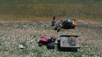 Foto udara menunjukkan para pekerja membersihkan ikan mas yang mati dari tepi waduk al-Qaraoun di Distrik Beqaa Barat, Lebanon, pada (29/4/2021). [JOSEPH EID / AFP]