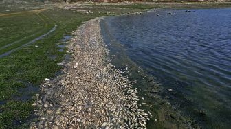 Foto udara menunjukkan ikan mas mati tersiram ke tepi waduk al-Qaraoun di Distrik Beqaa Barat, Lebanon, pada (29/4/2021). [JOSEPH EID / AFP]