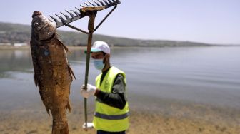 Seorang pekerja menggunakan penggaruk untuk mengangkat ikan mas yang mati selama pembersihan di waduk al-Qaraoun di Distrik Beqaa Barat, Lebanon, pada (29/4/2021). [JOSEPH EID / AFP]