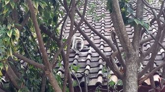 Teror Kawanan Monyet Liar di Bandung Kemungkinan Tak Berkaitan dengan Aktivitas Sesar Lembang
