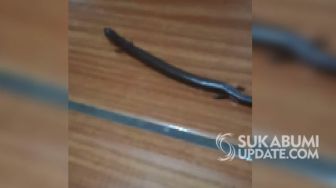 Bikin Heboh Warga Sukabumi, Ada Hewan Mirip Ular tapi Berkaki 4