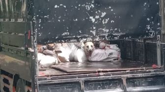 Gelar Penyekatan di Kulon Progo, Polisi Amankan Mobil Muatan 78 Anjing