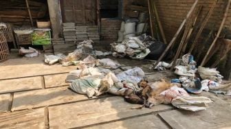 Kasus Penyelundupan Anjing di Kulon Progo Siap Disidangkan, Polisi: Sudah P21
