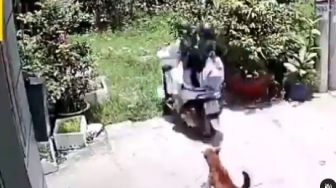 Video Pengendara Motor Dikejar Anjing, Panik Tingkat Dewa Terjang Taman