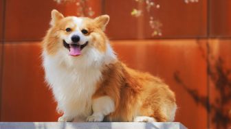 Jadi Hewan Kesayangan Ratu Elizabeth II, Harga Anjing Corgi Melonjak Drastis di Inggris