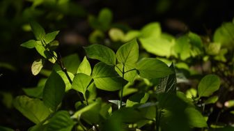 Keanekaragaman hayati di hutan reklamasi