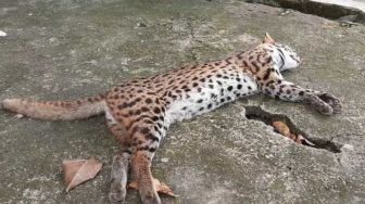 Seekor Kucing Hutan Mati Dekat Pasar Lubuk Basung Agam, Diduga Tertabrak