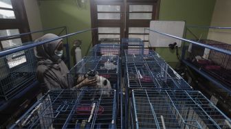 Petugas memeriksa kondisi hewan peliharaan yang dititipkan di Amore Animal Clinic, Pasar Minggu, Jakarta, Selasa (11/5/2021). [Suara.com/Angga Budhiyanto]