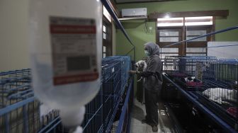 Petugas memeriksa kondisi hewan peliharaan yang dititipkan di Amore Animal Clinic, Pasar Minggu, Jakarta, Selasa (11/5/2021). [Suara.com/Angga Budhiyanto]