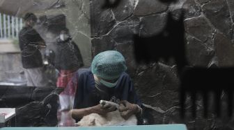 Petugas memberikan perawatan kepada hewan peliharaan yang dititipkan di Amore Animal Clinic, Pasar Minggu, Jakarta, Selasa (11/5/2021). [Suara.com/Angga Budhiyanto]