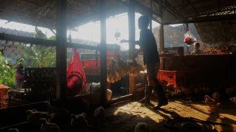 Pekerja menangkap ayam di Kawasan Pasar Bantargebang, Kecamatan Bantargebang, Kota Bekasi, Selasa (11/5/2021). [Suara.com/Dian Latifah]
