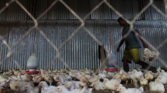 Pekerja menangkap ayam di Kawasan Pasar Bantargebang, Kecamatan Bantargebang, Kota Bekasi, Selasa (11/5/2021). [Suara.com/Dian Latifah]
