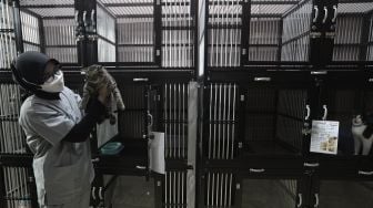 Petugas memeriksa kondisi hewan peliharaan yang dititipkan di Amore Animal Clinic, Pasar Minggu, Jakarta, Selasa (11/5/2021). [Suara.com/Angga Budhiyanto]