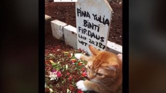 Kucing Nangis Ditinggal Pemilik Meninggal, Berhenti Usai Diajak ke Kuburan