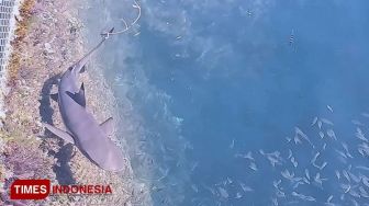 Libur Lebaran Bareng Hiu Imut di Bangsring Underwater Banyuwangi