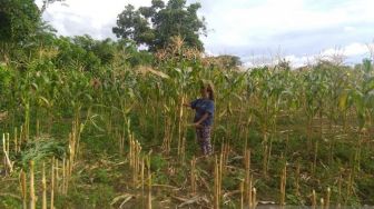 Takut Teroris, Warga Dataran Tinggi Napu Poso Enggan ke Kebun