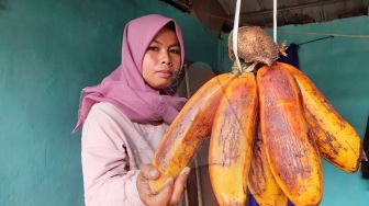 Ukurannya Segede Gaban, Pisang Khas Galunggung Ini Punya Segudang Khasiat