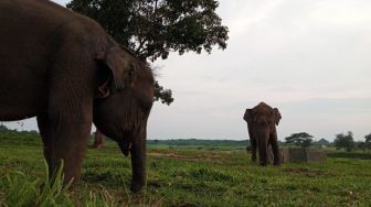 22 Gajah di Taman Nasional Way Kambas Mati akibat Perburuan Liar